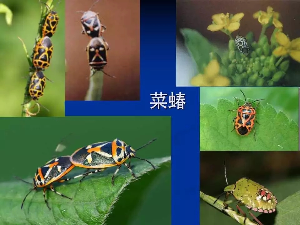 重庆室内常见害虫,储粮害虫常见图片