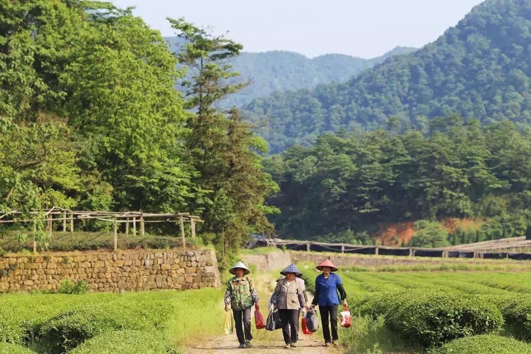 拼实力的抹茶专门店，用1000年前的“帝皇同款”*用御**茶做原料！