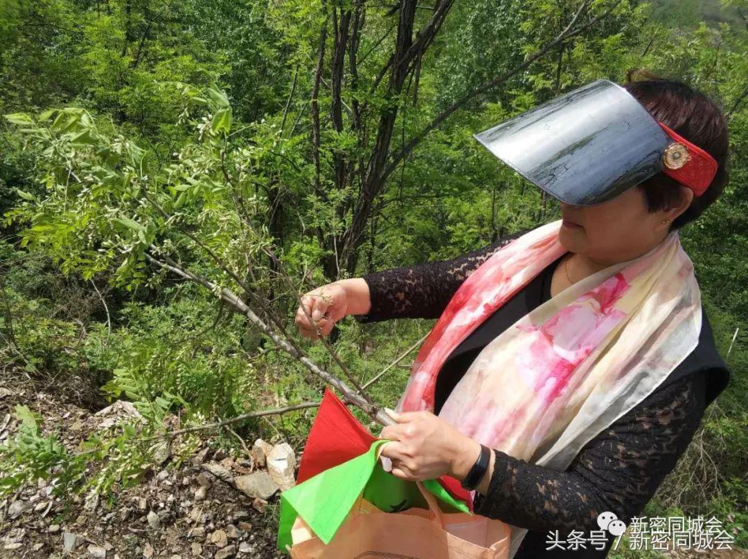 新密市九里山风景区摘槐花,新密超化九里山槐花林