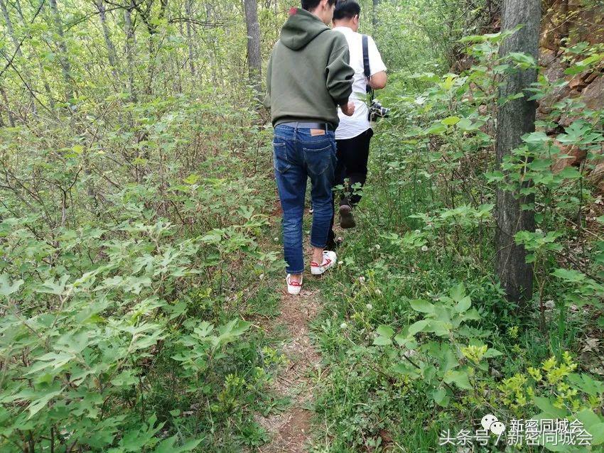 新密市九里山风景区摘槐花,新密超化九里山槐花林