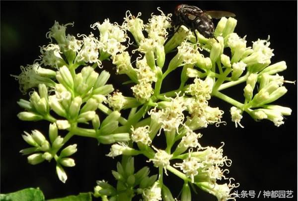 薇甘菊的功效与作用,薇甘菊生长