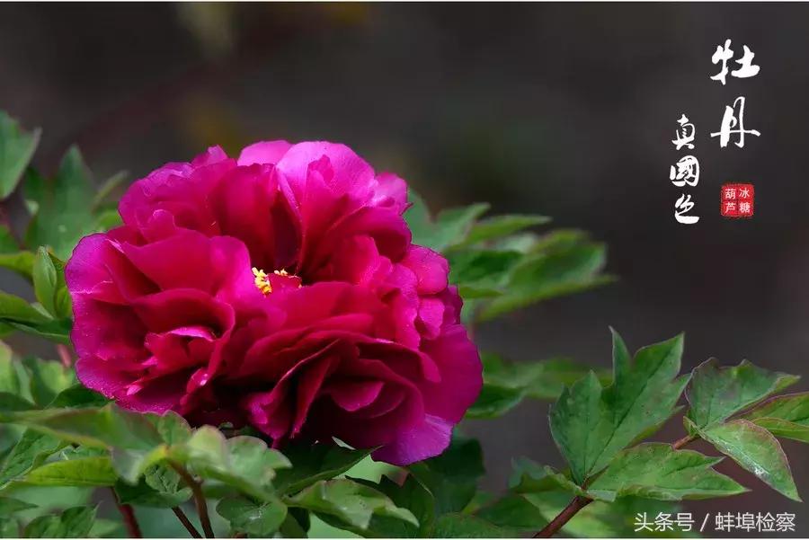 四月牡丹花开的诗词,牡丹真国色花开时节动京城的意思