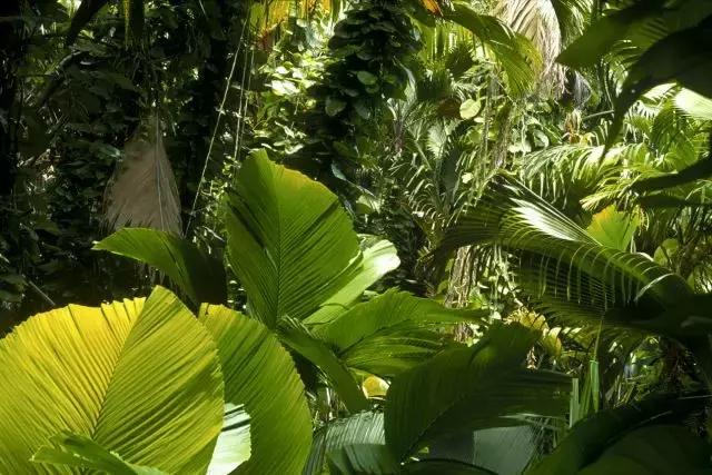 北回归线的热带雨林,北回归线上的绿洲