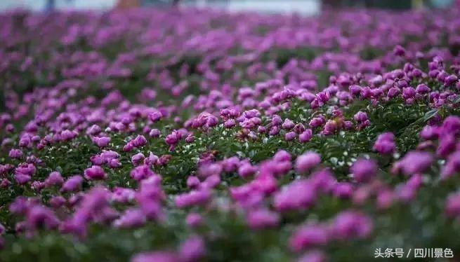 芍药成海，蔷薇满园！成都最快0.5h就到！赏四月的花不走远！