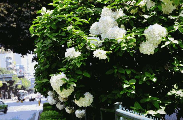 芍药成海，蔷薇满园！成都最快0.5h就到！赏四月的花不走远！