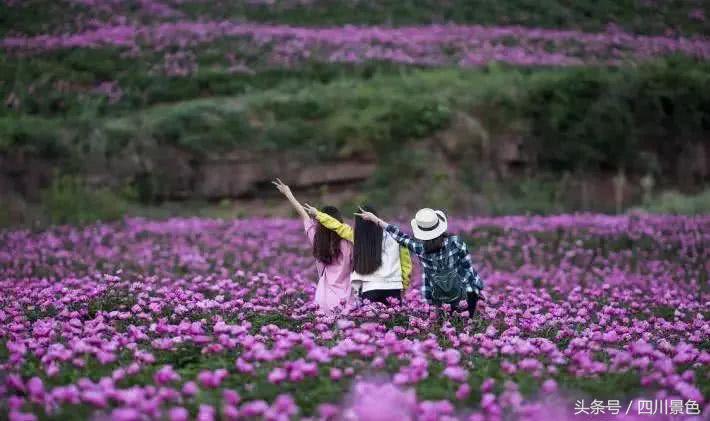芍药成海，蔷薇满园！成都最快0.5h就到！赏四月的花不走远！