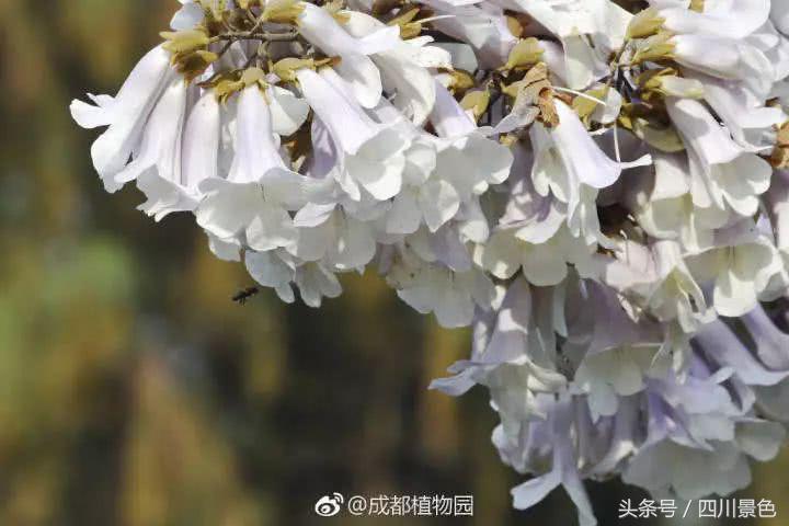 芍药成海，蔷薇满园！成都最快0.5h就到！赏四月的花不走远！