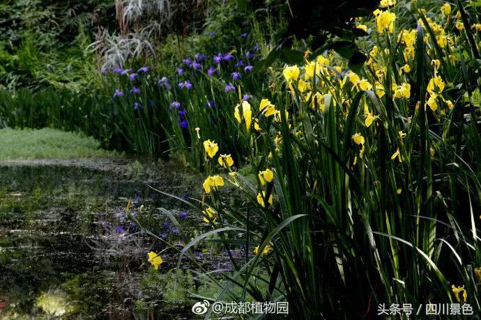 芍药成海，蔷薇满园！成都最快0.5h就到！赏四月的花不走远！