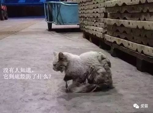 英短猫或蓝猫有没有可以领养的呀,英短猫可以领养吗