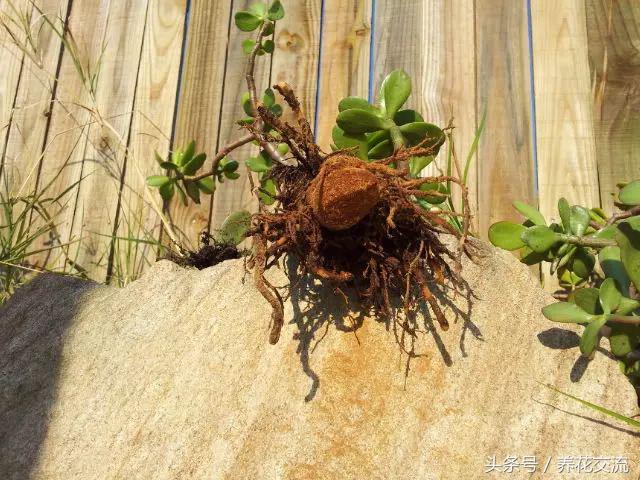 玉树叶子发黄不生长修剪后不发芽,玉树叶片中间发黄干枯掉怎么回事