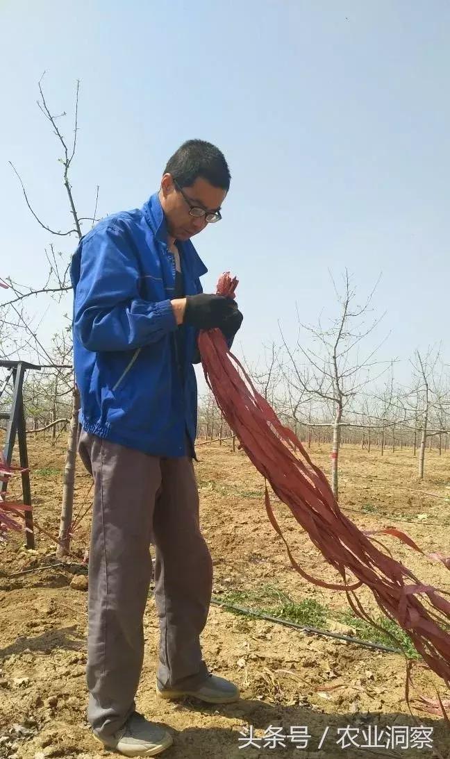 果农必学的标准化拉枝技术,果树拉枝的时节