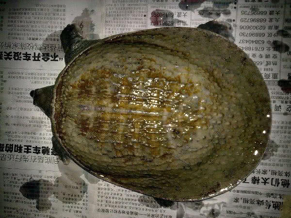 钓到野生甲鱼有什么预兆,钓到一只野生甲鱼视频