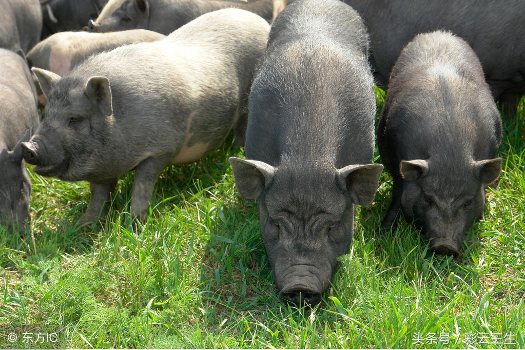 猪老是打架用啥办法解决,猪互相掐架怎么办