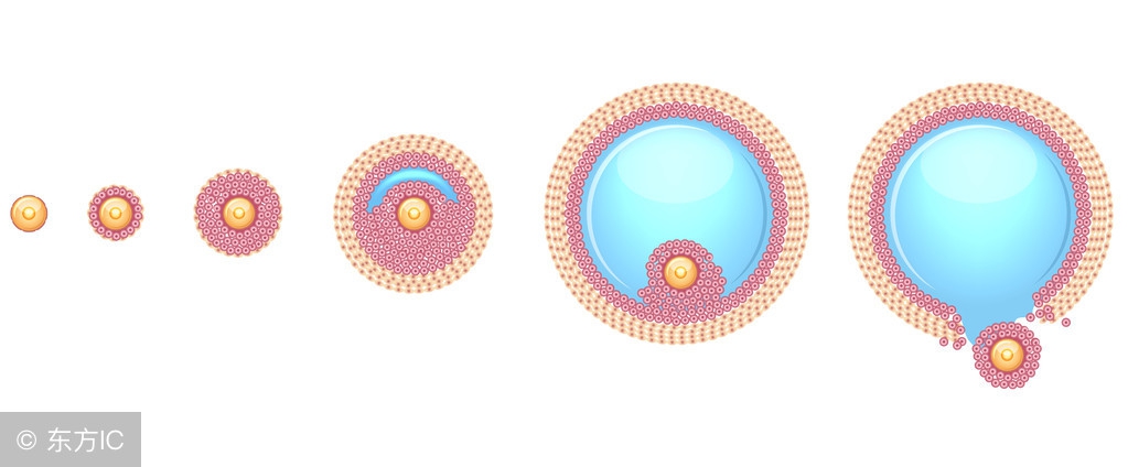 备孕成功的十大常识,备孕知识备孕成功的五个最佳时期