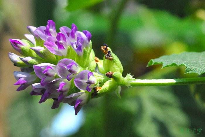 补骨脂治风寒湿痹,补骨脂补命门之火还能补脾胃之阳