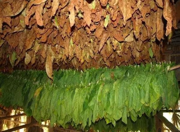 古巴的雪茄烟叶为什么这么特别,古巴雪茄烟种植