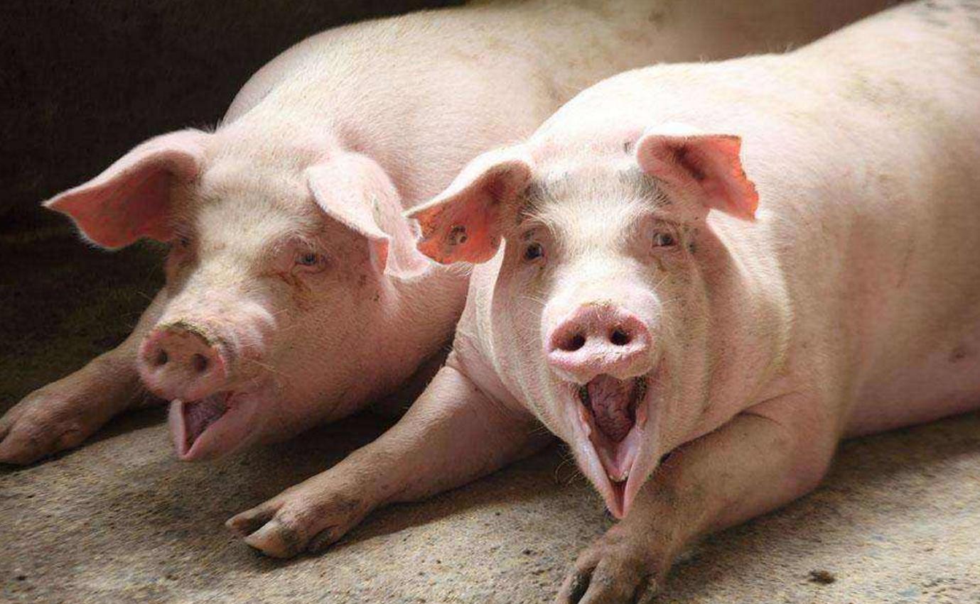 猪舍湿度大的危害及除湿方法,恒温猪舍对养猪的影响