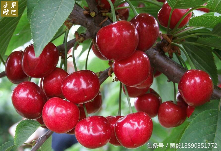 樱桃的季节和品种介绍,樱桃的品种有哪些及介绍