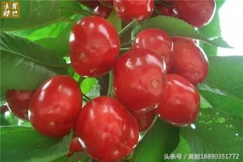 樱桃的季节和品种介绍,樱桃的品种有哪些及介绍