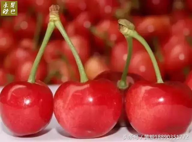 樱桃的季节和品种介绍,樱桃的品种有哪些及介绍