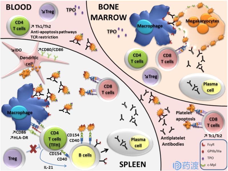 治疗血小板增多症的创新药,治疗血小板减少症的新药