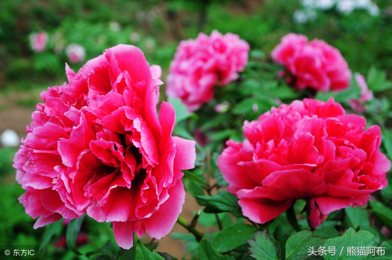 二十四节气谷雨古诗,二十四节气中的谷雨