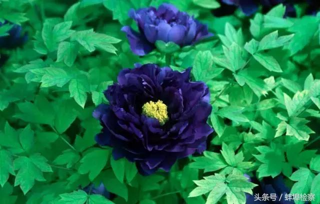 四月的洛阳牡丹盛开的地方,四月洛阳花开满城是花海