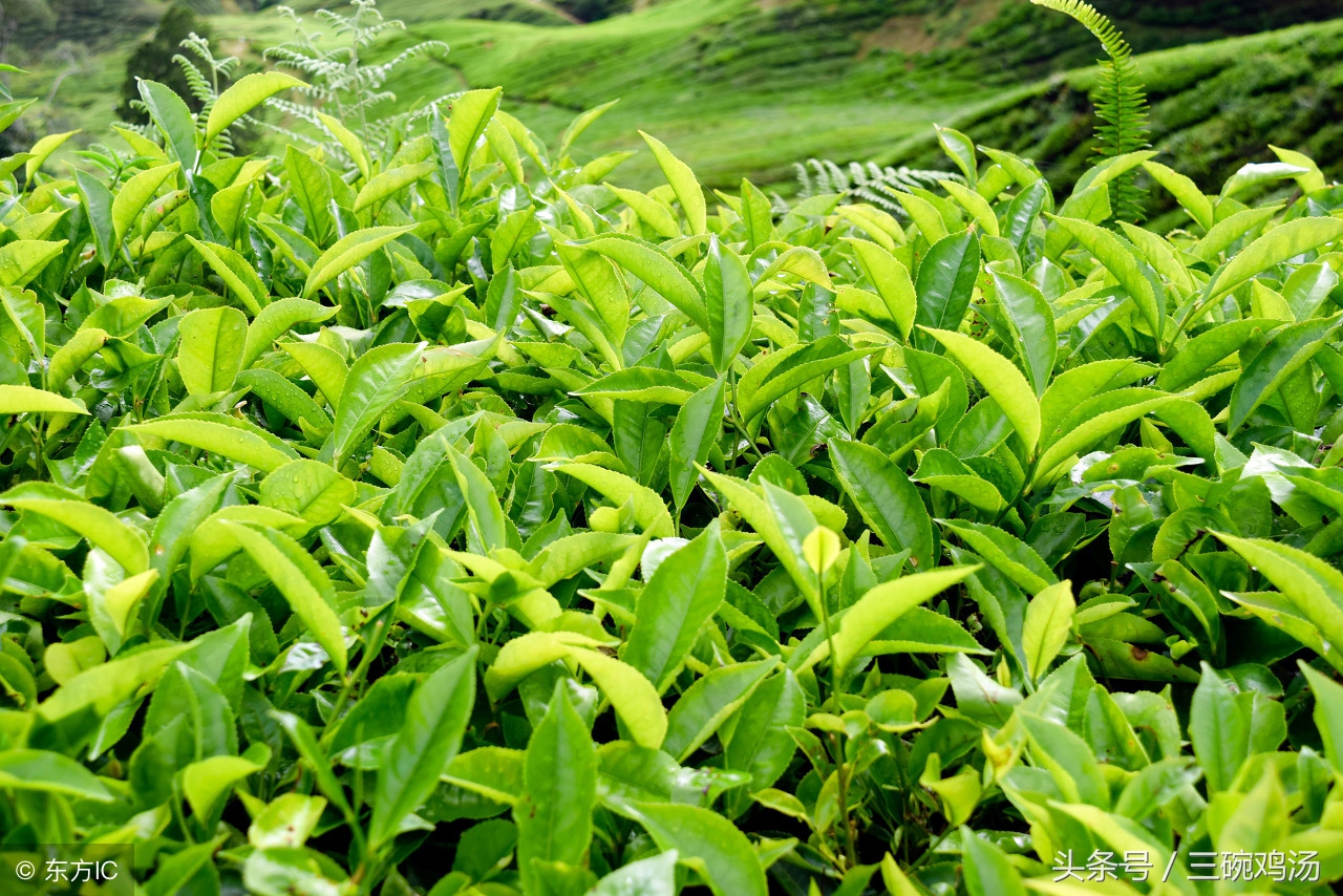 谷雨：春风杨柳絮，天点纷林际，好一番似虚如梦的春景！