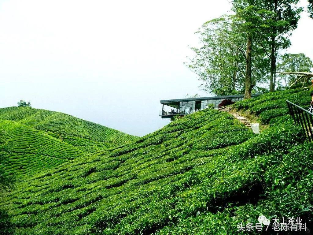 风吹雨洗满城花且饮一杯谷雨茶,何似西窗谷雨茶赏析
