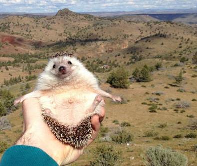 家里养刺猬对风水有什么影响,养刺猬的体验