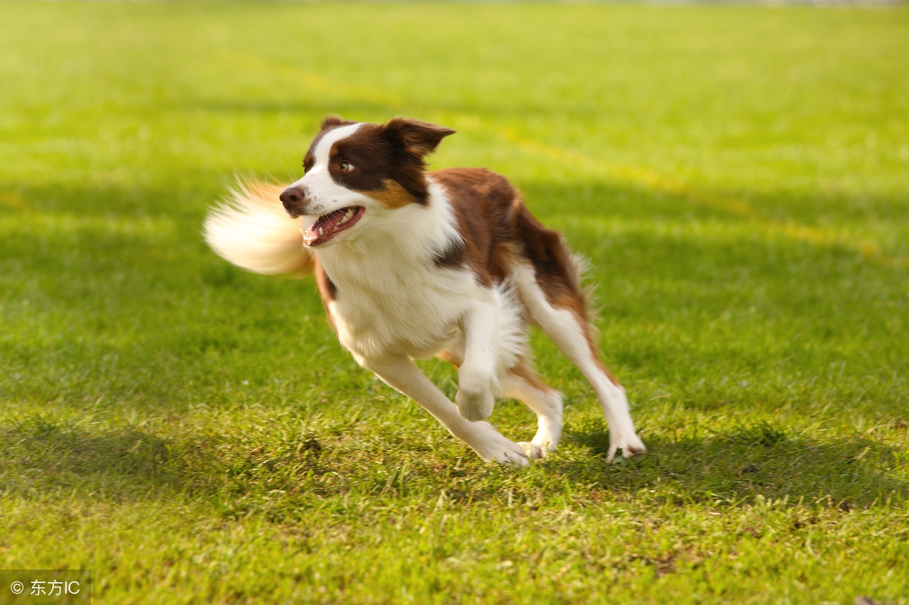 你家狗狗吃的是毒狗粮吗,你家狗狗吃的什么零食
