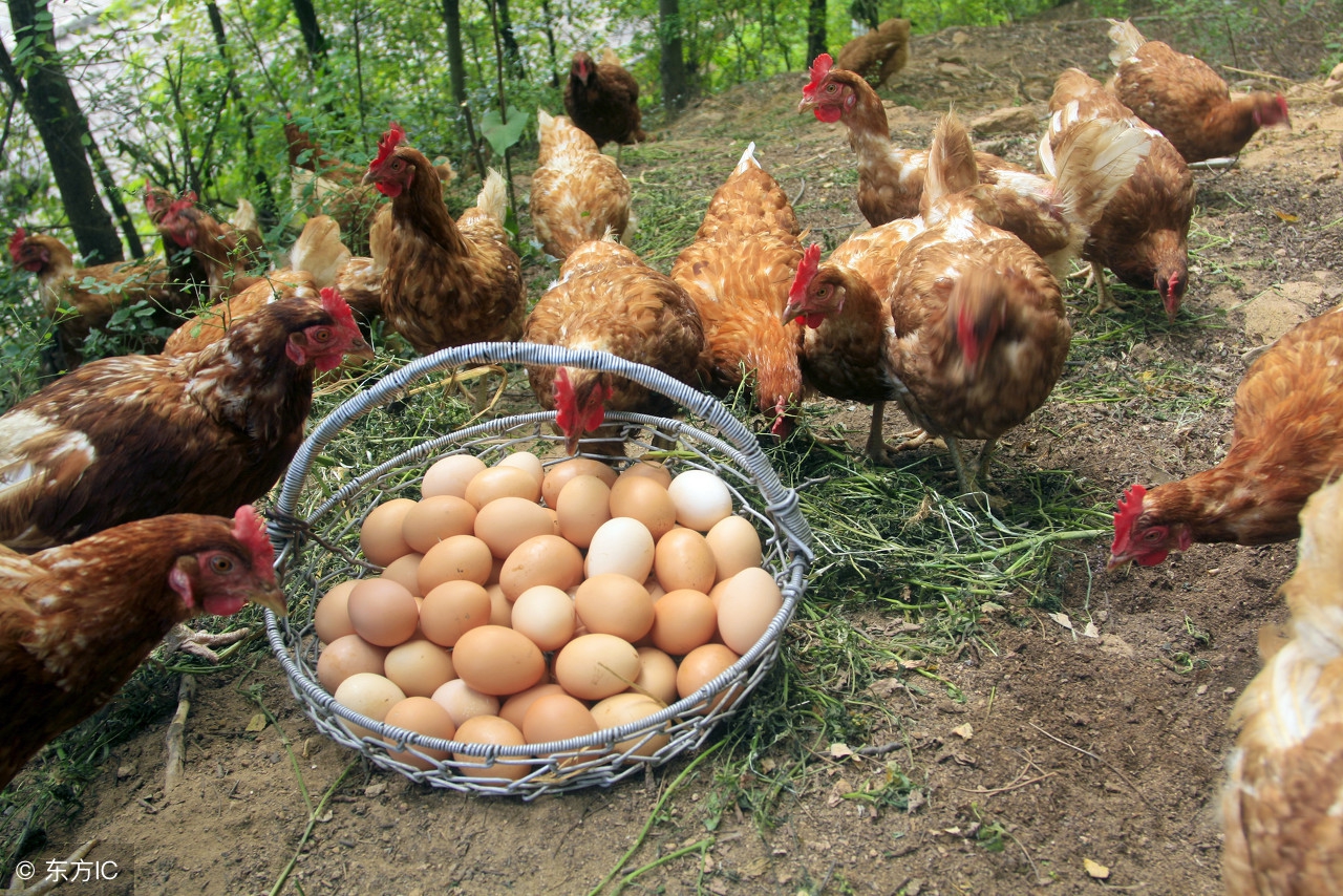 2018年养鸡业的趋势,养鸡形势