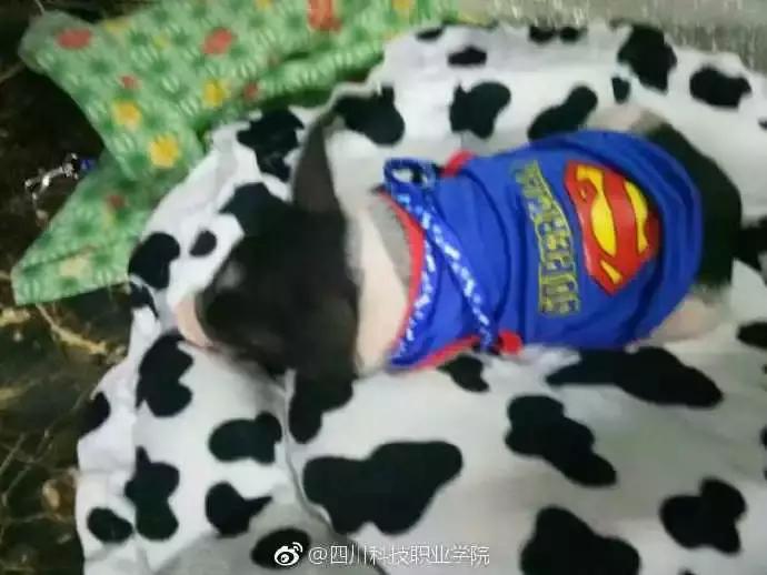 民生｜“小猪佩奇”出事了！大学生寝室养猪被通报，学校：快送走！
