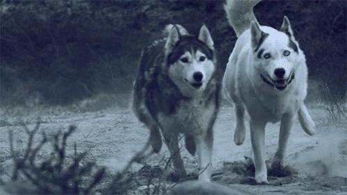 哈士奇和西伯利亚雪橇犬区别,哈士奇与西伯利亚雪橇犬区别