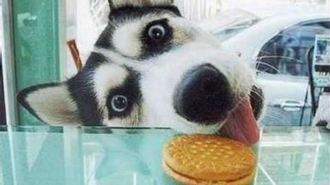 「涵姐说:哈士奇」哈士奇/西伯利亚雪橇犬介绍、优缺点、喂养等