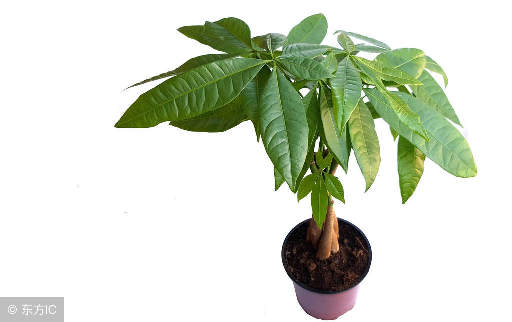 发财树叶子尖处卷起来怎么处理,发财树叶子卷曲怎么回事