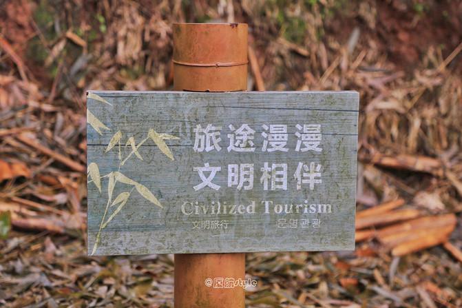 踏春去哪儿,沐川竹海好玩的地方有哪些