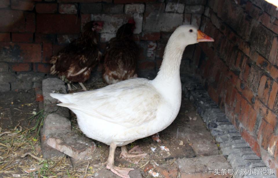 腌制咸鹅蛋的方法,咸鸭蛋鹅蛋腌制方法