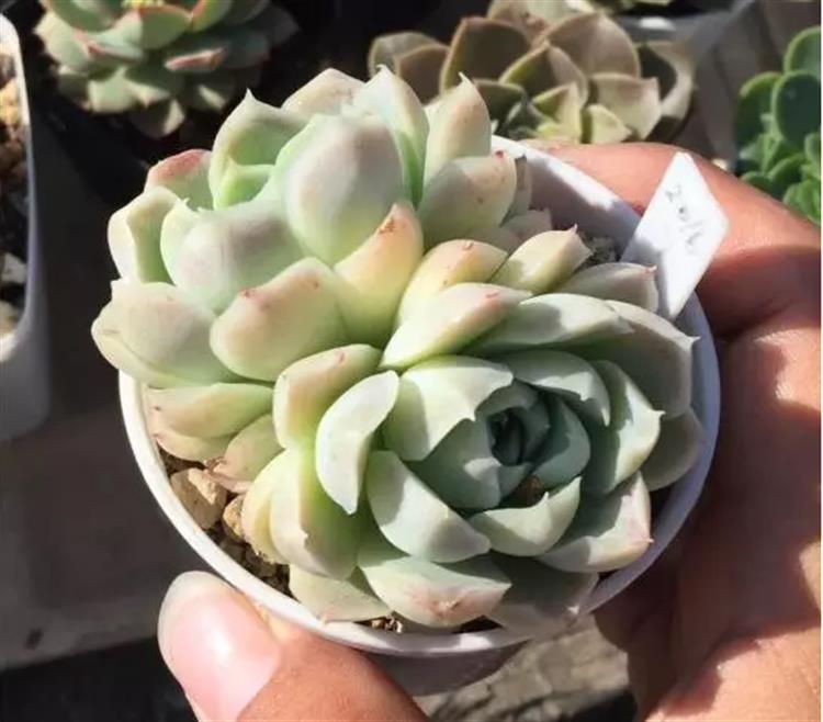 多肉居然能有这么顽强的生存,多肉可以养成什么样的小萌物