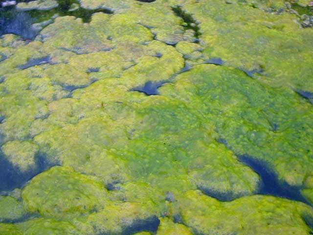 水田的优缺点及解决方案,农业灌溉问题