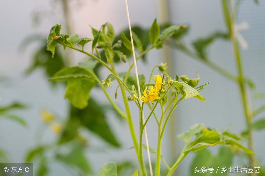 西红柿整株萎蔫什么病,西红柿萎蔫要不要遮阴