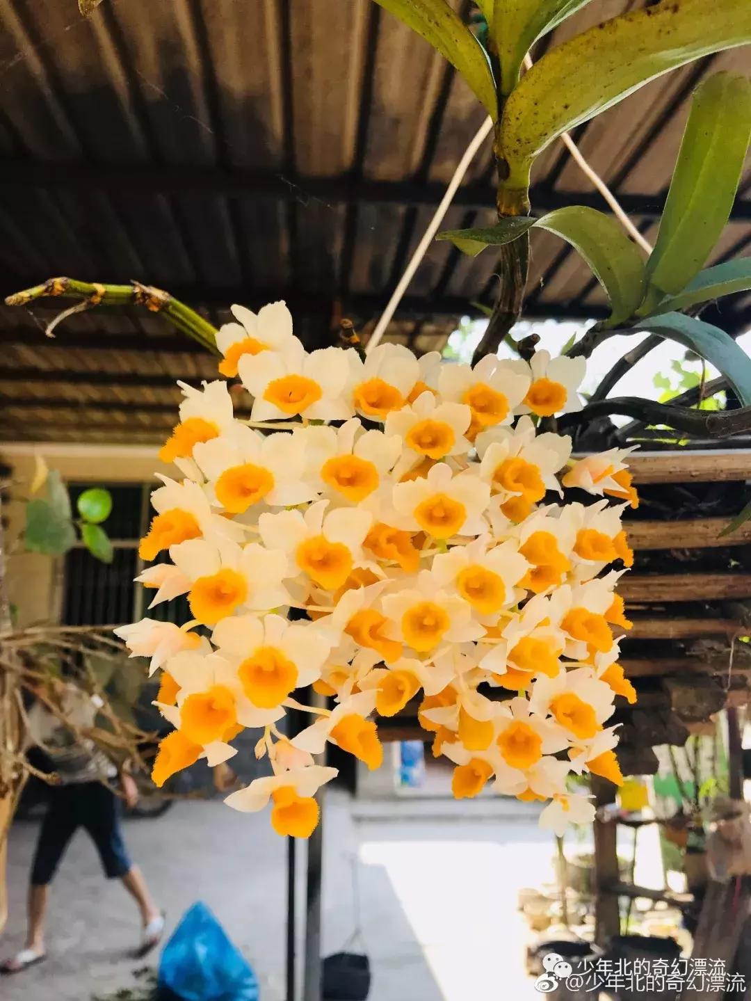 西双版纳最新傣族泼水节,体验云南西双版纳泼水节