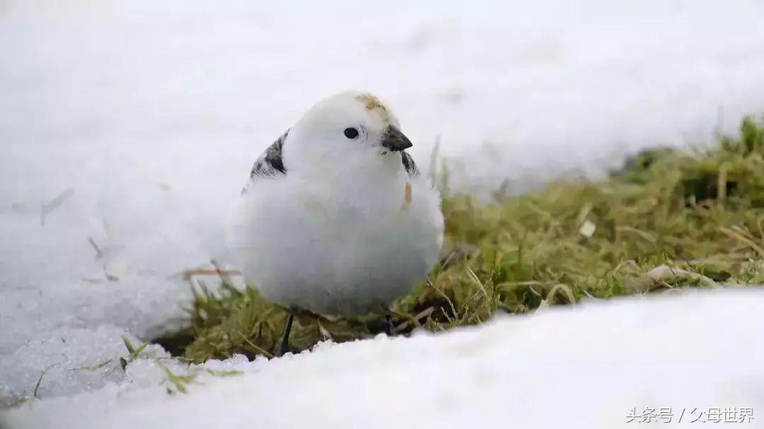 世界地球日，最适合孩子看的18部自然纪录片，趁周末，带娃看起来