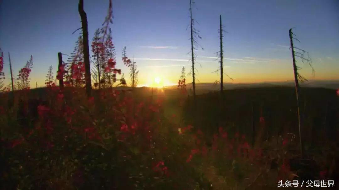 世界地球日，最适合孩子看的18部自然纪录片，趁周末，带娃看起来