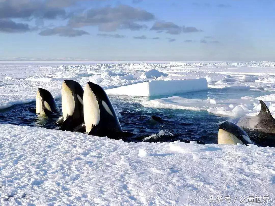 世界地球日，最适合孩子看的18部自然纪录片，趁周末，带娃看起来