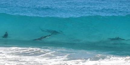 海边游玩鲨鱼,海边游玩注意事项
