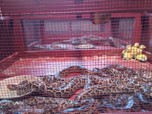 越南人文风情介绍,越南神奇物种