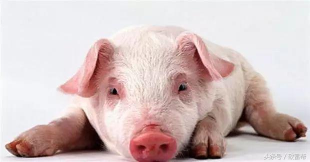 过去热门的免费致富点子,过去有哪些致富好项目