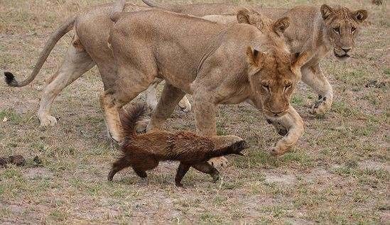 平头哥最大的克星是什么动物,平头哥有多能打架