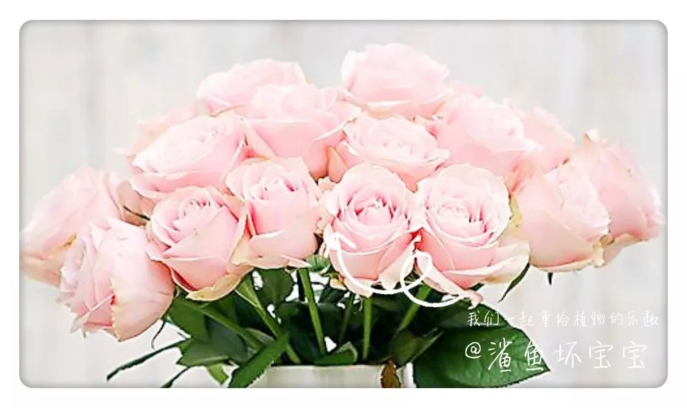 植物世界橡树,植物世界木棉花